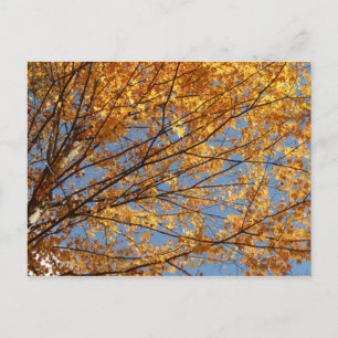 Branches van de Oranje herfst Maple Leaves II Briefkaart