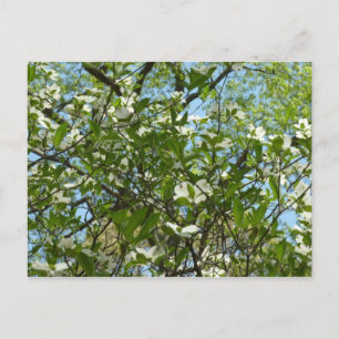Branches van Dogwood Blossom Spring Trees Briefkaart
