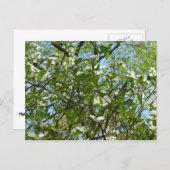 Branches van Dogwood Blossom Spring Trees Briefkaart (Voorkant / Achterkant)