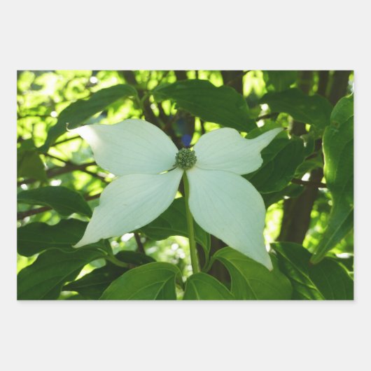 Branches van Dogwood Blossom Spring Trees Inpakpapier Vel (Voorkant 3)