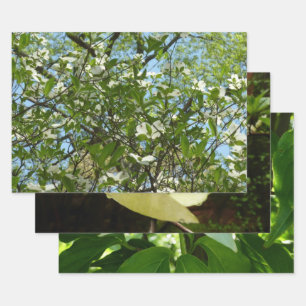 Branches van Dogwood Blossom Spring Trees Inpakpapier Vel