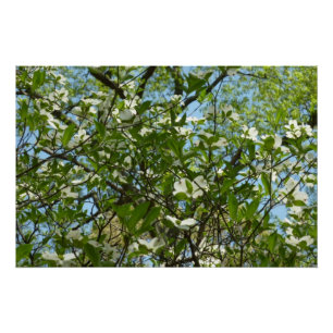 Branches van Dogwood Blossom Spring Trees Perfect Poster
