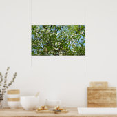 Branches van Dogwood Blossom Spring Trees Poster (Keuken)