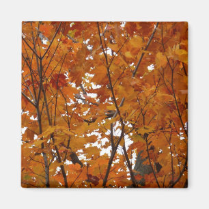 Branches van Maple Leaves I Oranje herfst Magneet