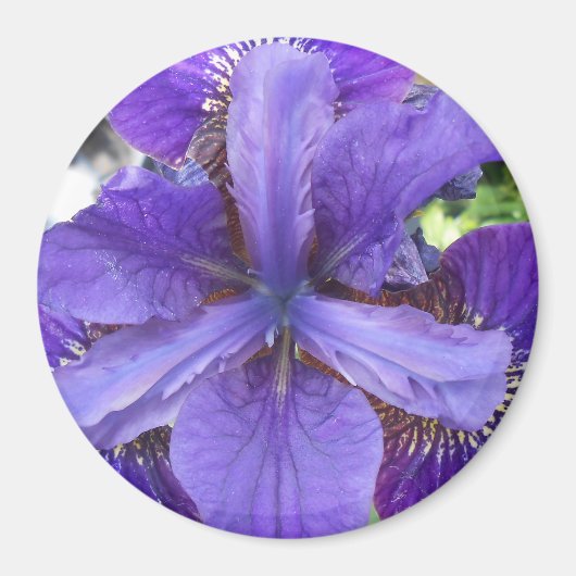 Brandeis Magneet (Voorkant)