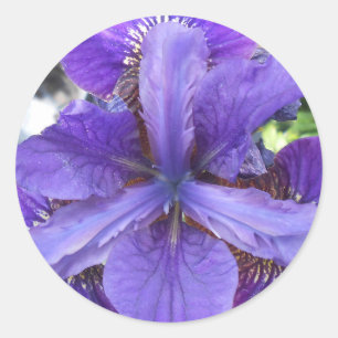 Brandeis Ronde Sticker