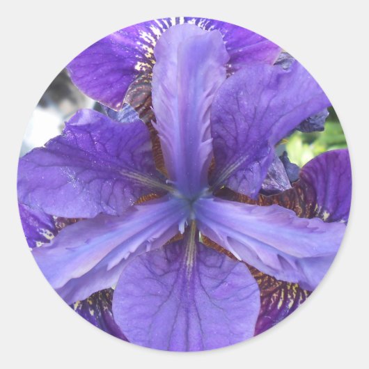 Brandeis Ronde Sticker (Voorkant)