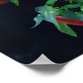 Brandendhete Chili. Poster (Hoek)