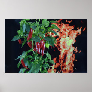 Brandendhete Chili. Poster