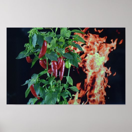 Brandendhete Chili. Poster (Voorkant)