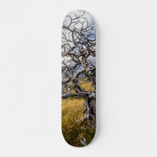 Brandstofboom, Torres del Paine, Chili Skateboard