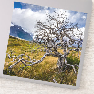 Brandstofboom, Torres del Paine, Chili Sticker