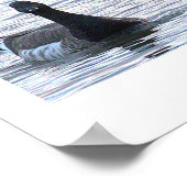 Brant Geese Poster (Coin)