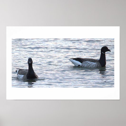 Brant Geese Poster (Devant)