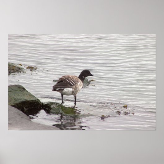 Brant Goose Photo Poster (Devant)