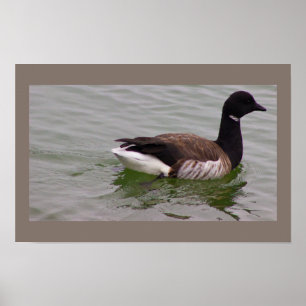Branta Poster met Foto