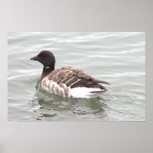 Brantgans Foto Poster