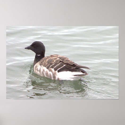 Brantgans Foto Poster (Voorkant)
