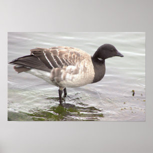 Brantgans Foto Poster