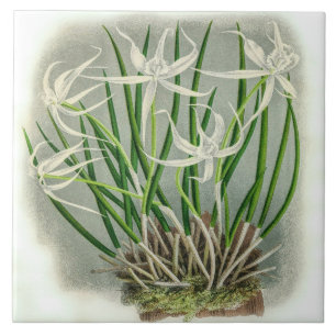 Brassavola Cuculatta Orchidee Flower Tegeltje