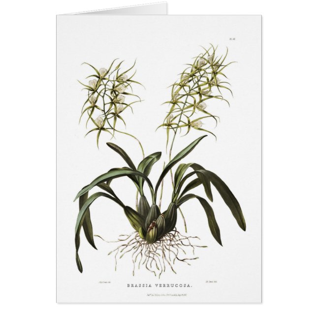 Brassia verrucosa (Voorkant)
