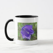 Braue Tasse Glockenblume (Gauche)