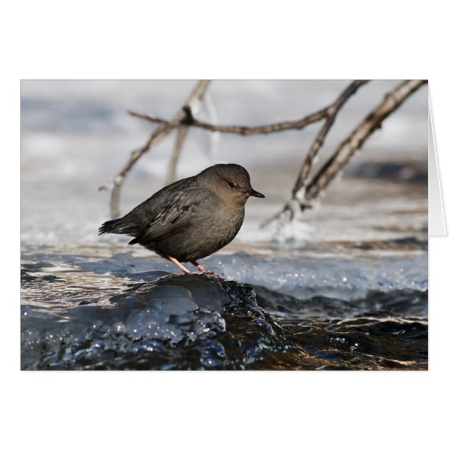 Brave American Dipper (Devant Horizontal)