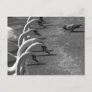 Brave Pigeon Briefkaart