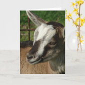 Bravehart van de geit kaart (Gele Bloem)