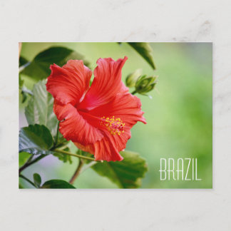 Braziliaans briefkaart van hibiscus flower