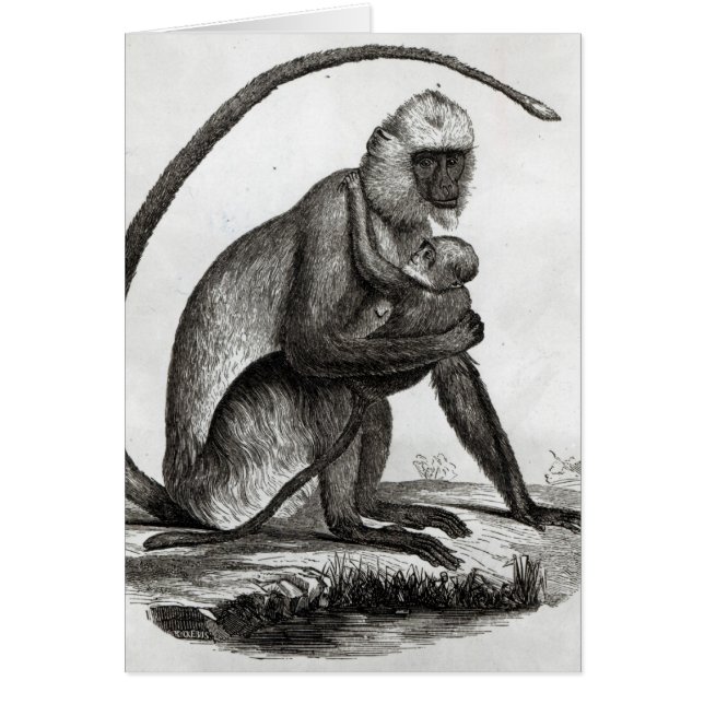 Braziliaanse aap (Voorkant)