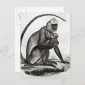 Braziliaanse aap briefkaart (Voorkant / Achterkant)