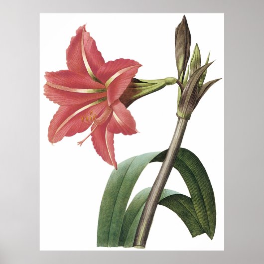 Braziliaanse Amaryllis Poster (Voorkant)