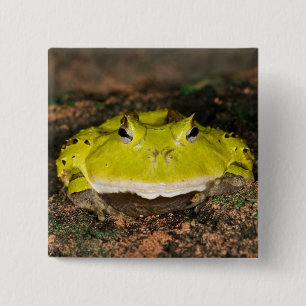 Braziliaanse Hoornkikker, Ceratophrys cornuta, 2 Vierkante Button 5,1 Cm