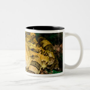 Braziliaanse Hoornkikker, Ceratophrys cornuta, 3 Tweekleurige Koffiemok