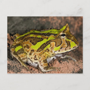 Braziliaanse Hoornkikker, Ceratophrys cornuta, Inh Briefkaart
