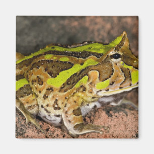 Braziliaanse Hoornkikker, Ceratophrys cornuta, Inh Magneet
