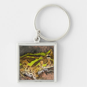 Braziliaanse Hoornkikker, Ceratophrys cornuta, Inh Sleutelhanger