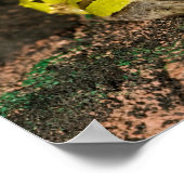 Braziliaanse Horn Frog, Ceratophrys cornuta, 2 Poster (Hoek)