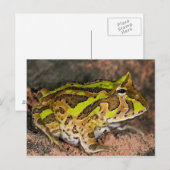 Braziliaanse Horn Frog, Ceratophrys cornuta, Nativ Briefkaart (Voorkant / Achterkant)