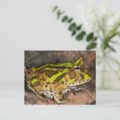 Braziliaanse Horn Frog, Ceratophrys cornuta, Nativ Briefkaart (Staand voorkant)