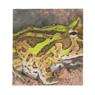 Braziliaanse Horn Frog, Ceratophrys cornuta, Nativ Notitieblok