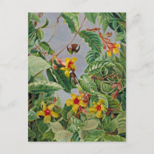 Braziliaanse klimshrub en vogelgriep; briefkaart