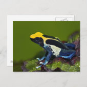 Braziliaanse kobalt Dart Frog, Dendrobates Briefkaart (Voorkant / Achterkant)