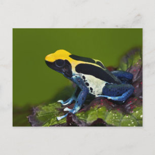 Braziliaanse kobalt Dart Frog, Dendrobates Briefkaart