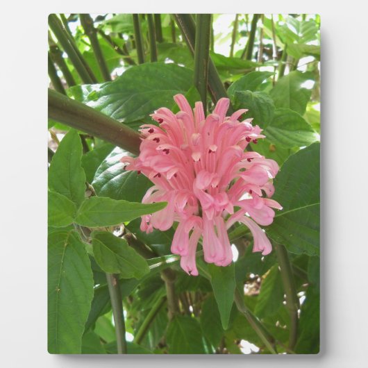 Braziliaanse pluim fotoplaat (Voorkant)