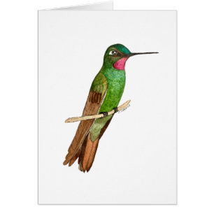 Braziliaanse Ruby Hummingbird