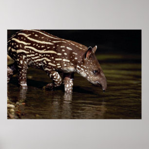 Braziliaanse Tapir, jong kalf naast de rivier Poster