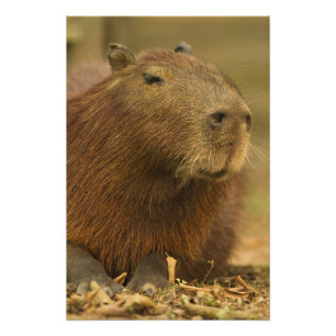Brazilië, Pantanal, Matto Grosso. Capibara Foto Afdruk