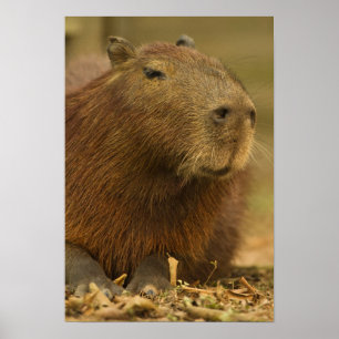 Brazilië, Pantanal, Matto Grosso. Capibara Poster